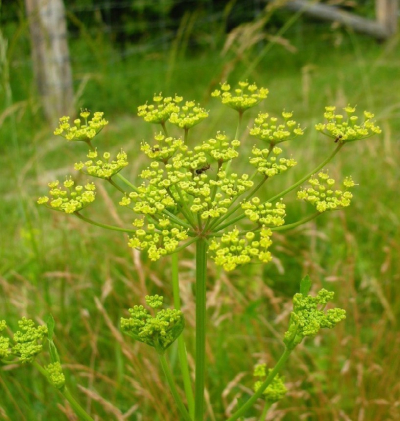 Existing Educational Information regarding Wild Parsnip